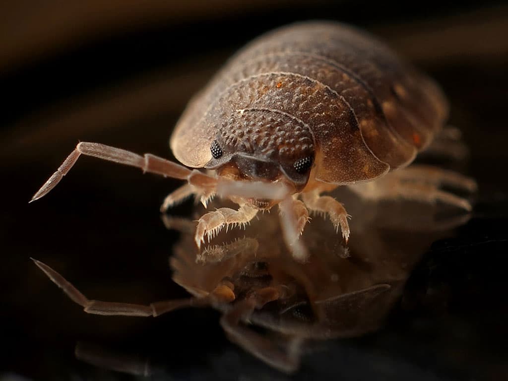 This device captures hidden bed bugs by imitating the presence of a human