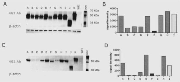 Transfection of HeLa cells with mRNAs coding for Zika virus prME leads to the expression of the encoded Zika virus proteins.
