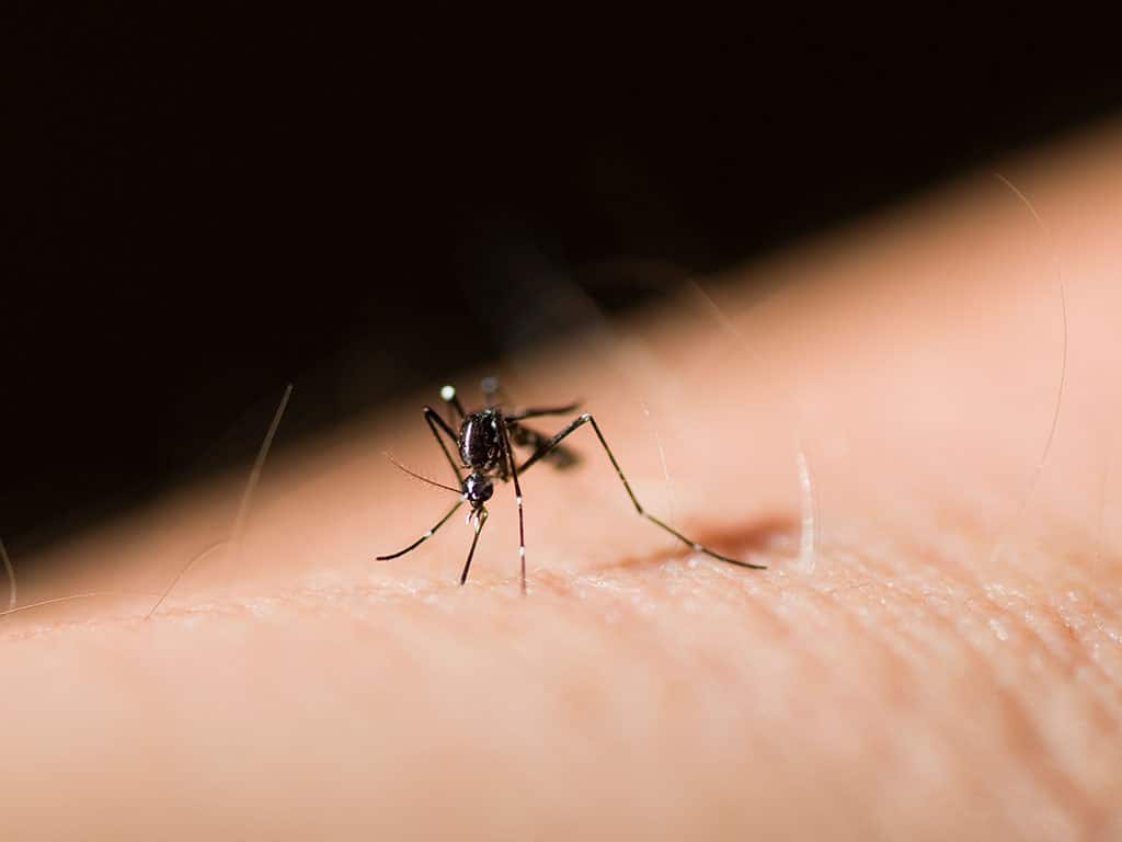 WHO issues ‘historic’ recommendation for malaria vaccine in African children