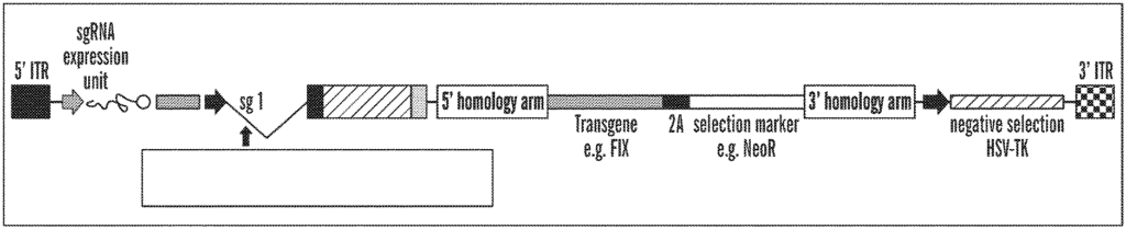 patent drawing of a closed-ended DNA or ceDNA