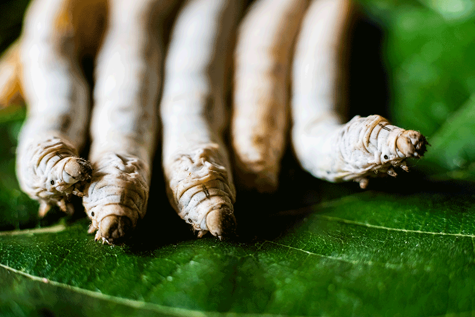 silk worms bombyx mori